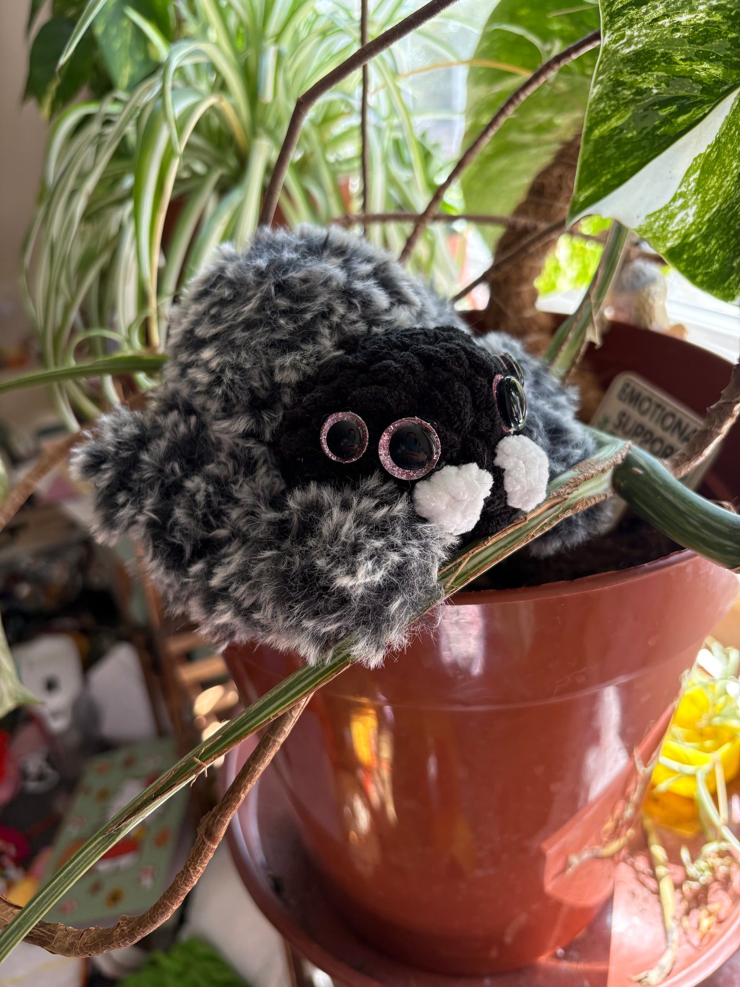 Fluffy Jumping Spider